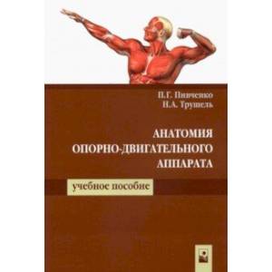 Анатомия опорно-двигательного аппарата
