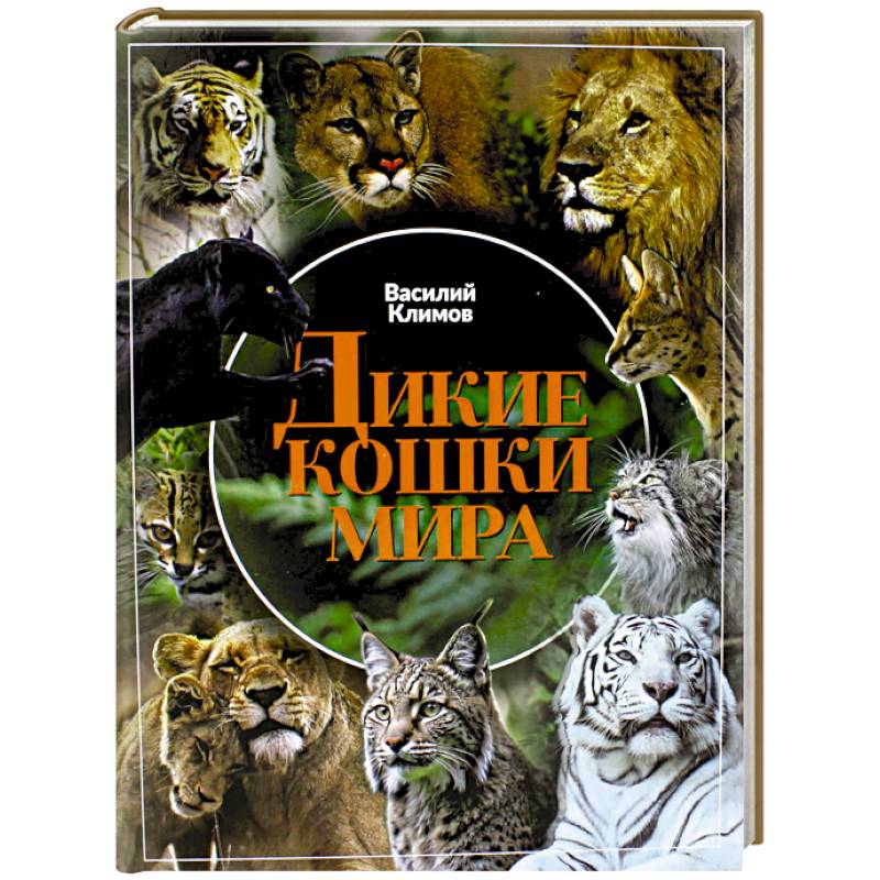 Дикие кошки мира