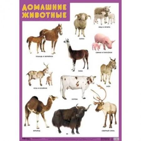 Животный и растительный мир, книга Воздушный транспорт купить по скидке